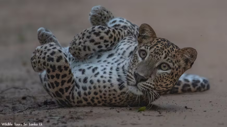 sri lankan leopard blog 01