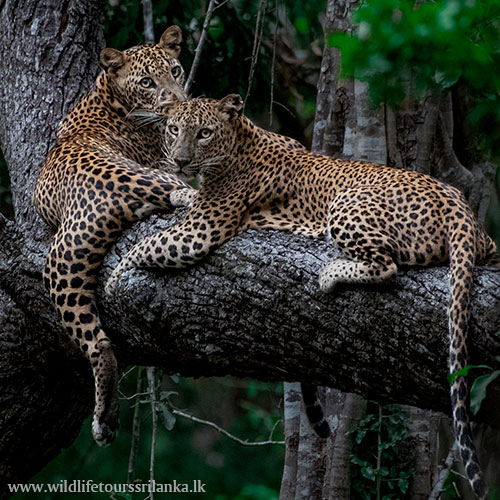 wildlifetourssrilankaLK 01