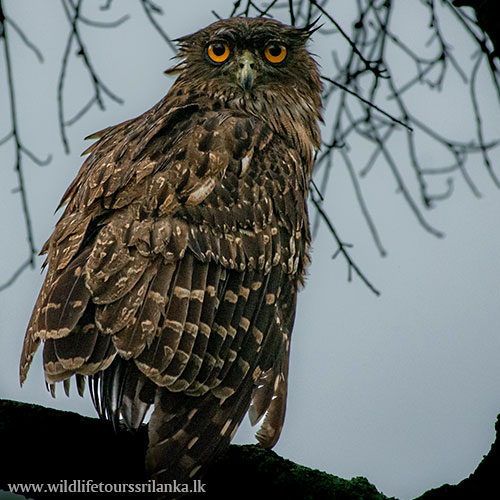 wildlifetourssrilankaLK 02