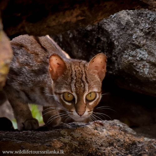 wildlifetourssrilankaLK 03