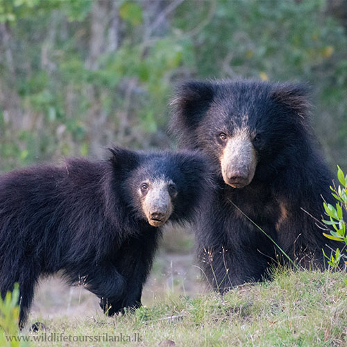 wildlifetourssrilankaLK 04