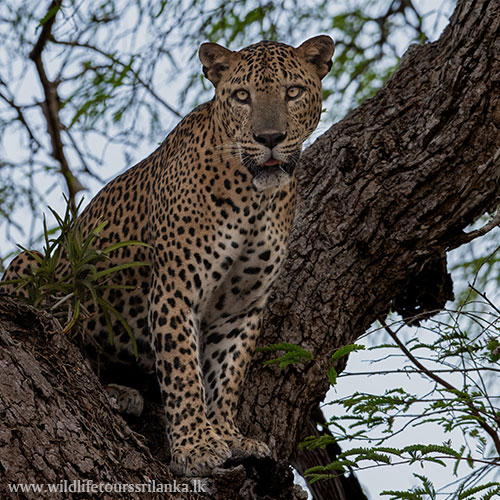 wildlifetourssrilankaLK 05