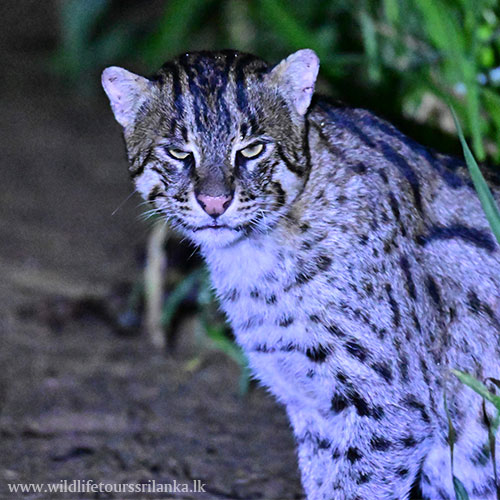 wildlifetourssrilankaLK 06