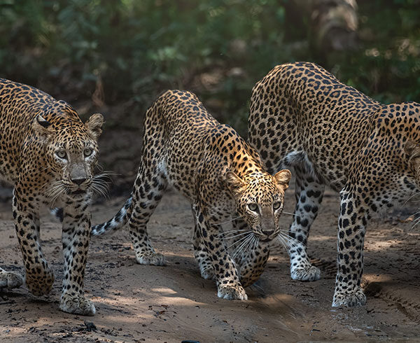 wildlifetourssrilankaLK-09