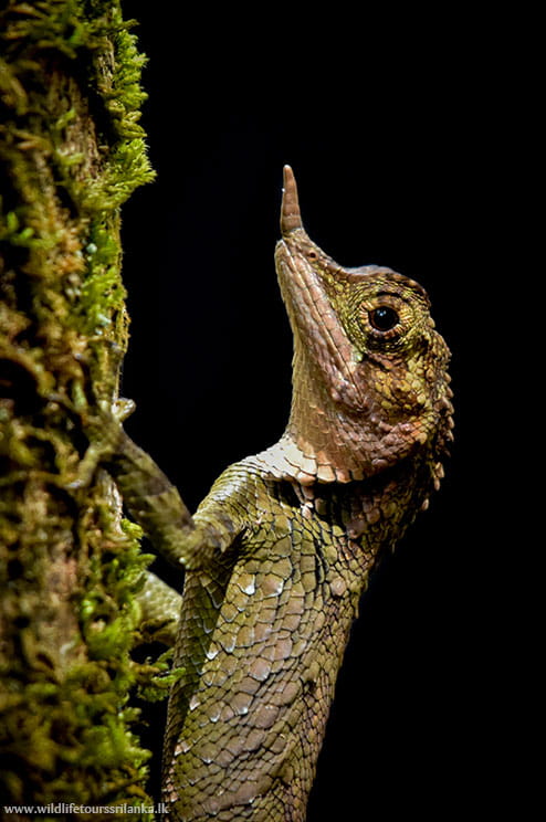 wildlifetourssrilankaLK 15