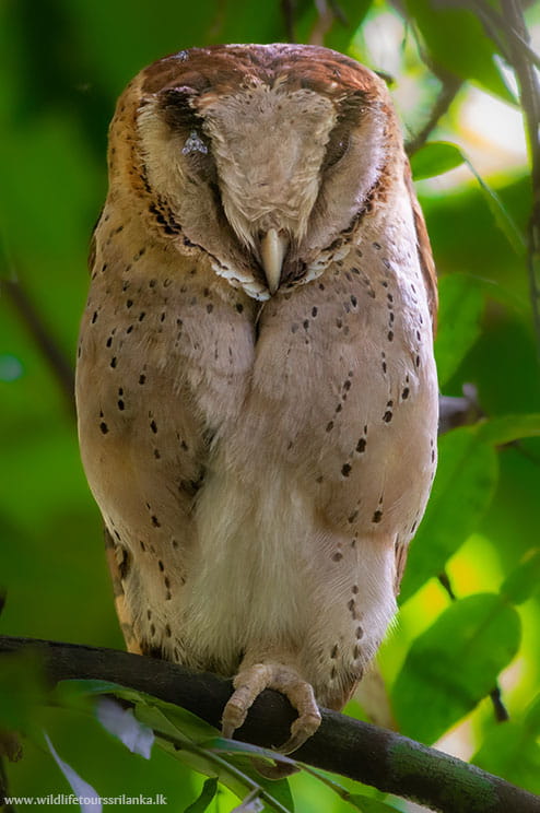 wildlifetourssrilankaLK 17