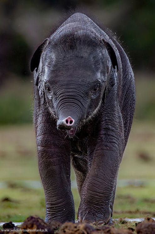 wildlifetourssrilankaLK 18