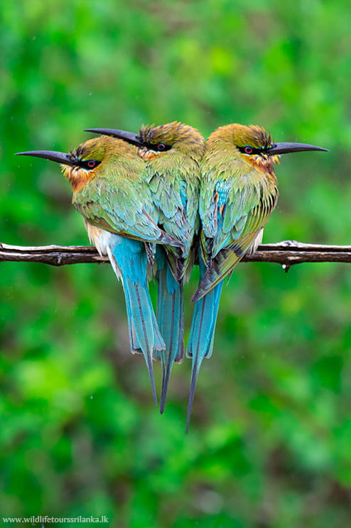 wildlifetourssrilankaLK 19