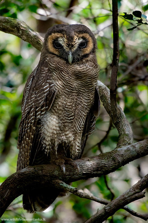 wildlifetourssrilankaLK 20