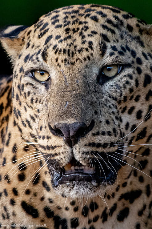 wildlifetourssrilankaLK 21