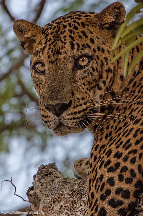 wildlifetourssrilankaLK 22