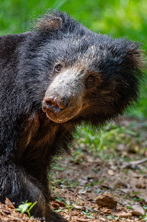 wildlifetourssrilankaLK 24