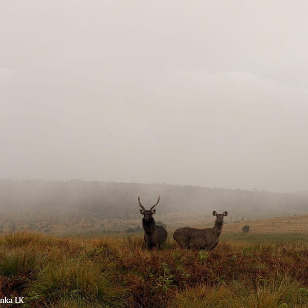 wildlifetourssrilankaLK-52