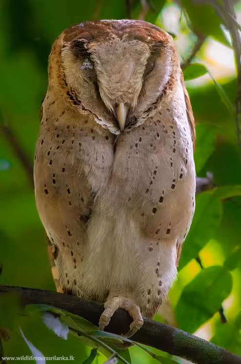wildlifetourssrilankaLK 17 1