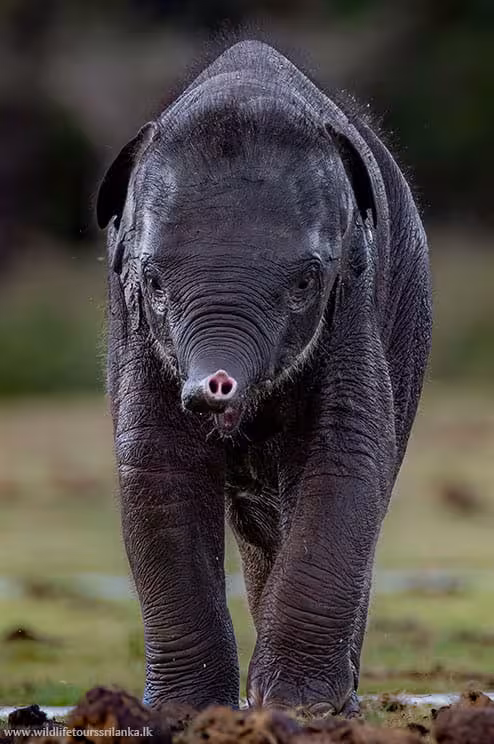 wildlifetourssrilankaLK 18 1