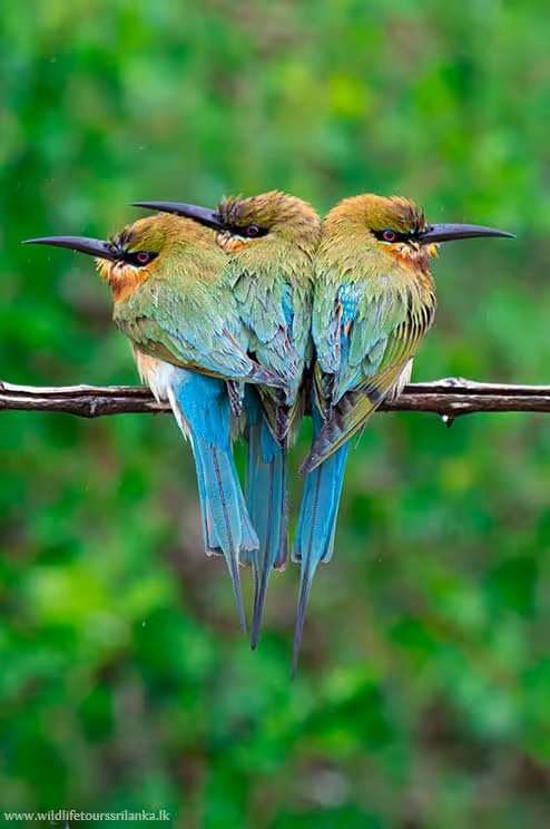 wildlifetourssrilankaLK 19 1