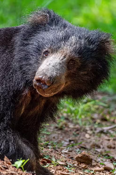 wildlifetourssrilankaLK 24 1