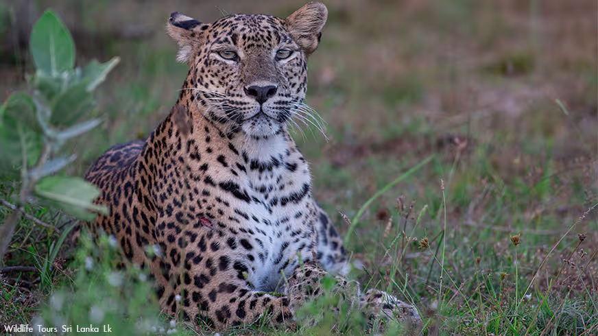 sri lankan leopard blog 03