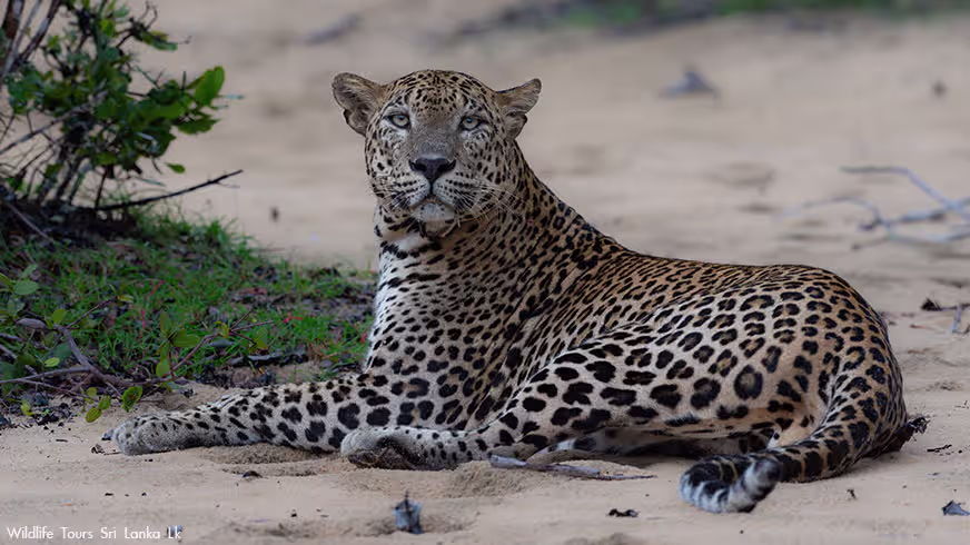 sri lankan leopard blog 04